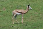 2013 07 06 beauval 058